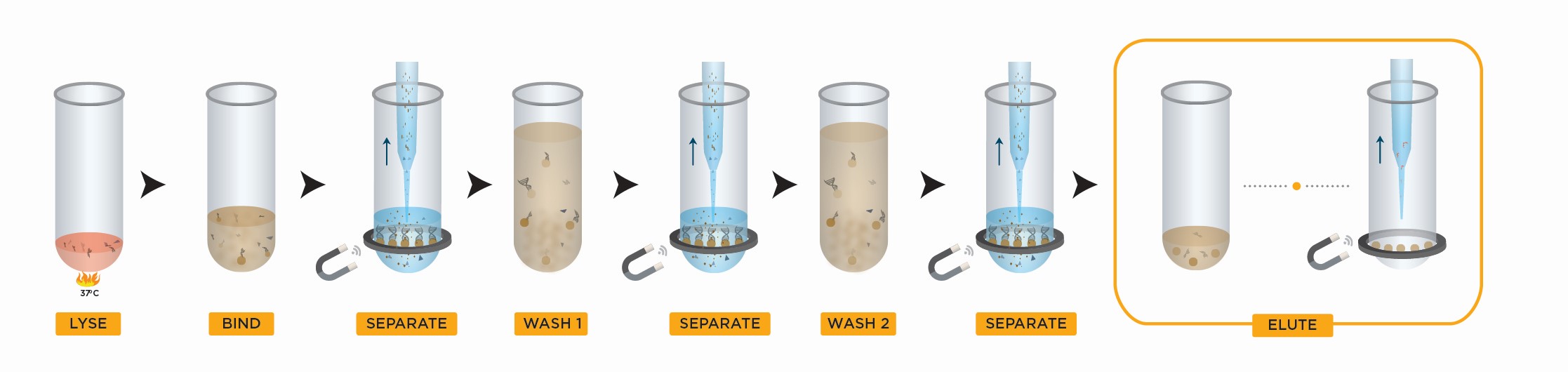Genomics Genfind V2 Workflow