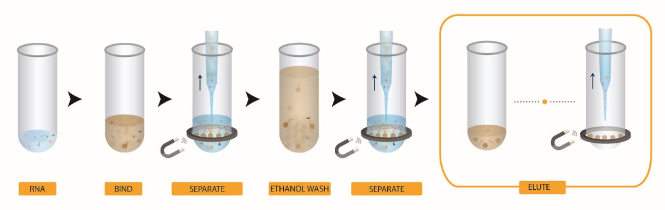 Genomics RNAClean XP Workflow