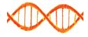 Nucleid acid (e.g. mRNA)