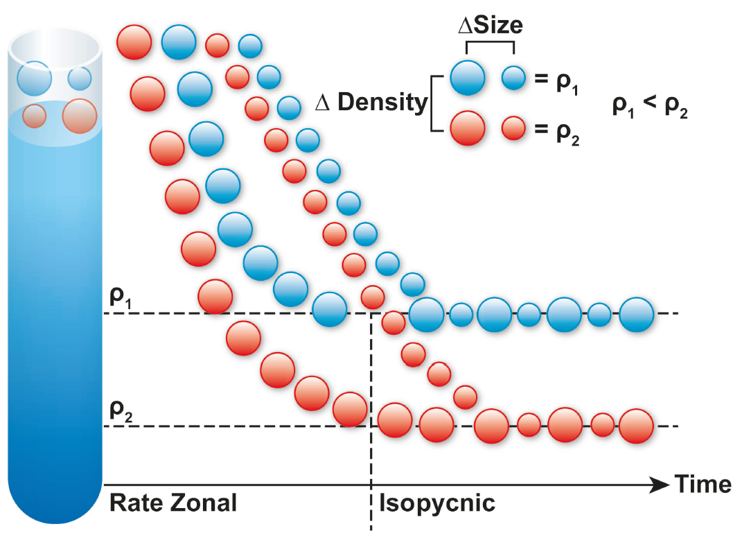 Density Gradient Ultracentrifugation (DGUC)