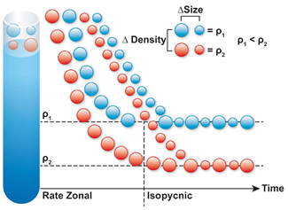 Density Gradient Ultracentrifugation (DGUC)