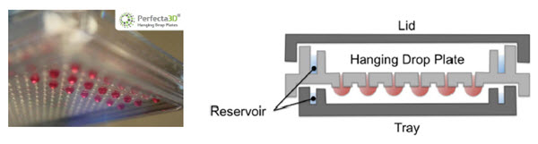 Figure 1. Perfecta3D® Hanging Drop Plate. Droplets hang below the level of the plate to allow cell clustering and spheroid formation while reservoirs reduce evaporation.