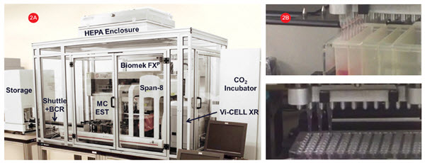 Figure 2. Cell culture system. A) A Biomek FXP Workstation with a 96-channel head and Span-8 pipettors inside a HEPA-filtered enclosure for automating sterile cell manipulations. 3D cultures were grown in HDPs in an integrated incubator for complete workflow automation. B) The 96-channel head utilized enhanced selective tip pipetting which provides additional flexibility by enabling any pattern of tips to be used.