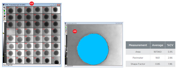 Figure 4. Spheroid Consistency. A) 48 wells of day three spheroids were imaged at 10X magnification with transmitted light. B) Spheroids were analyzed for size (area and perimeter) and circularity (shape factor). Across 47 images, the consistency of spheres is illustrated by coefficients of variation (CVs) below 6%. An average shape factor of 0.85 indicates the spheroids show excellent circularity as a perfect circle has a shape factor of 1.0.