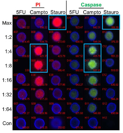 Figure 5. Apoptosis Analysis - Imaging. Spheroids were treated with 5-fluorouracil (5FU), camptothecin (Campto), and staurosporine (Stauro) at the indicated dilutions for 24 hours and stained for apoptosis markers for analysis by imaging. Control spheroids (Con) were treated with DMSO alone. Wells with maximal staining by propidium iodide (PI) or activated caspase substrate are identified by blue boxes. Staurosporine shows a traditional dose response while the highest level of staining was seen at the 1:4-1:8 dilutions of camptothecin. 5-fluorouracil treatment resulted in no significant staining of spheroids.