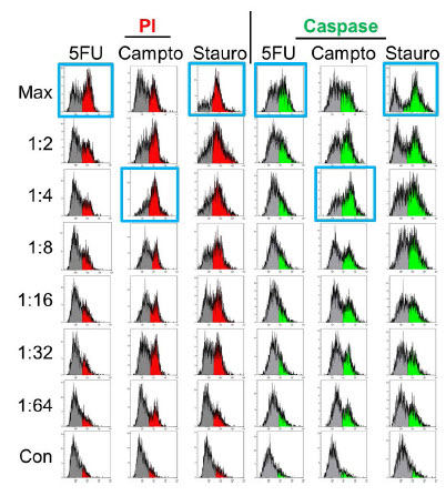 Figure 6. Apoptosis Analysis – Flow Cytometry. Spheroids treated identically as in Figure 5 were dissociated and stained for apoptosis markers and analyzed by flow cytometry. Maximal responses (blue boxes) correlate with imaging results for staurosporine and camptothecin but 5-fluorouracil treatment shows significant positive staining (>50% at maximal concentration).