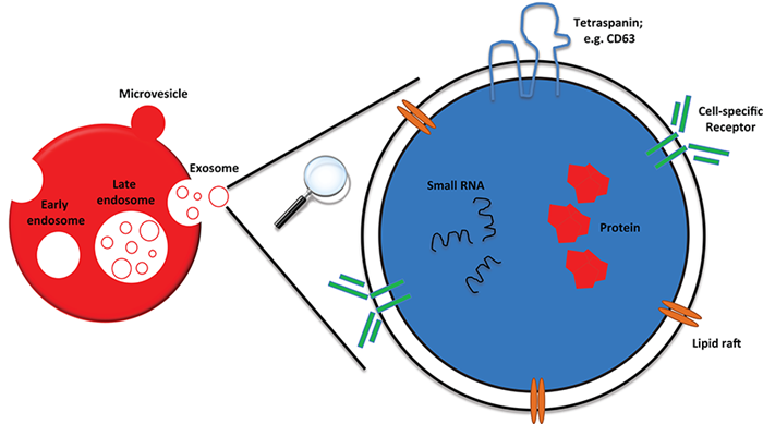 Figure 1. Schematic of an exosome budding from a cell and magnified to show major components.