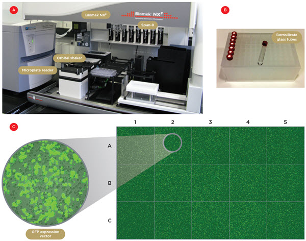 Figure 1. Robotic system and automated transfection. A) One of the two Biomek NXP workstations with a Span-8 pipettor, an orbital shaker and a microplate reader. B) The borosilicate glass tubes used to contain the lipophilic transfection reagent. C) Confocal tiled images of 15 individual wells of a 96-wellplate containing S2 cells transfected with a GFP expression vector. The transfection efficiency was 50-60% and the well-to-well variability below 20%.