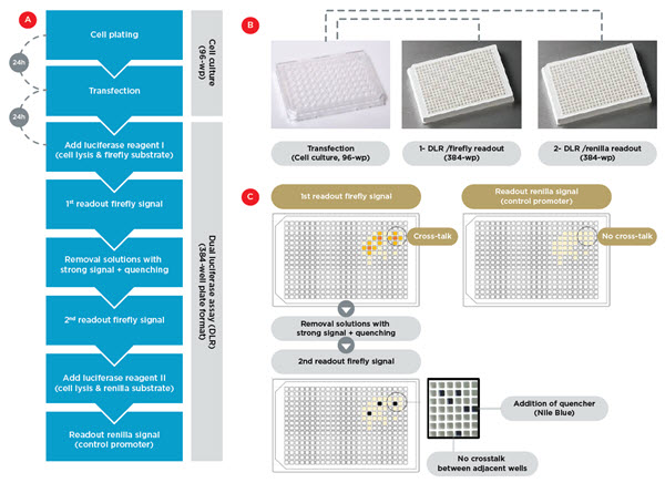 Figure 2. Assay workflow. A) Workflow for automated transfection in 96-wellplate format, followed by DLR assay in 384-well plate format. B) The transfection, lysis and cell detachement occurs in four cell culture 96-wellplates, followed by their splitting into two 384-well plates for separate readout of the firefly and renilla signals. C) Experimental strategy to eliminate crosstalk artifacts. Separating firefly and renilla readouts avoids crosstalk between the firefly and renilla luminescence light (the two upper panels). A second readout of the firefly signal after removal of the solution in wells with very strong signal eliminates the crosstalk between adjacent wells.