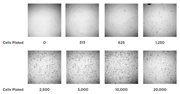 Figure 2. Images of HCT 116 cells following automated dilution and plating. A starting solution of 200,000 cells/mL was added to the Biomek NXP and serially diluted. 100 μL of cells were plated in triplicate and assayed by XTT addition after 24 hours.