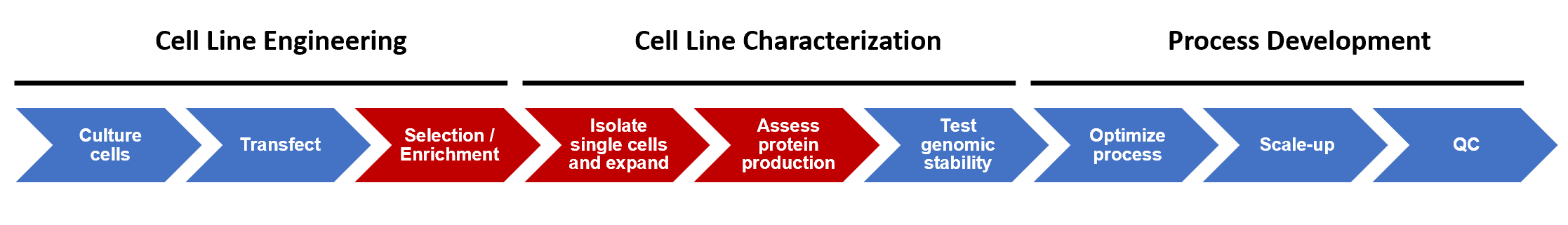 Figure 1. Cell line development process. Automated steps described here are indicated in red.