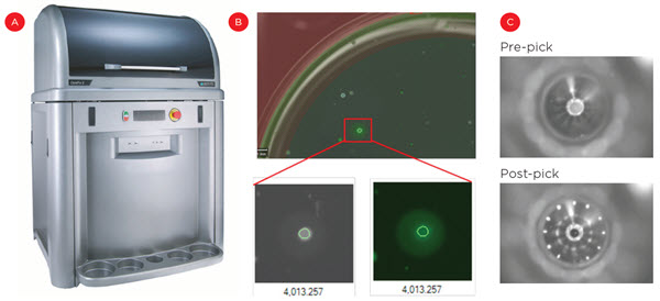 Figure 3. Enrichment of secreting cells. The ClonePix 2 (A) uses imaging to identify clones in semi-solid media based on size (cell growth) and external fluorescence (antibody secretion, B). C) Optimal clones are then picked from the semi-solid media and transferred to 96- well plates for suspension culture.