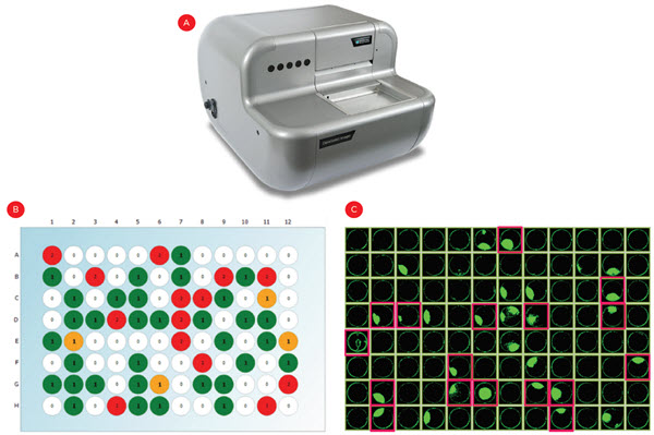 Figure 4. Identifying single cell-derived colonies. Following limiting dilution cell plating, the CloneSelect imager (A) was used to count fluorescently-stained cells in each well to identify monoclonal wells (B, green wells). (C) Cell confluence was also measured over three weeks to identify the monoclonal wells that grew into colonies and warrant testing for IgG expression (pink highlights).