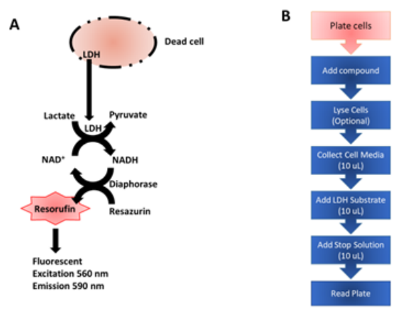 Figure 1. CyQuant LDH Assay