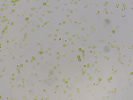 Tảo lục Chlorella