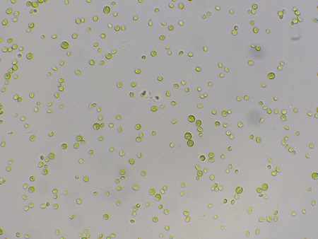 Chlorella vulgaris