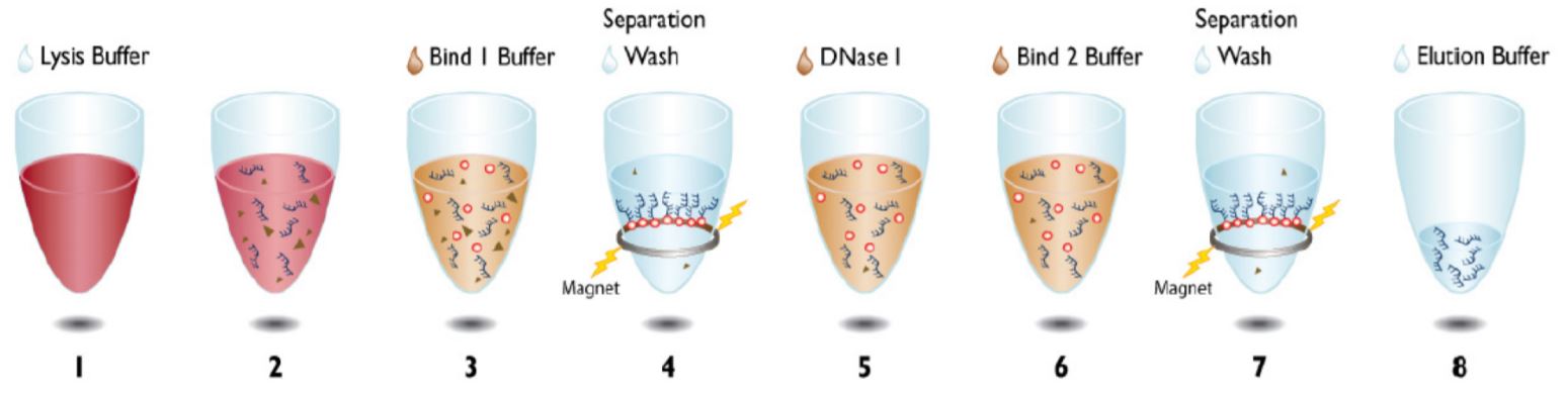 Figure 1. Beckman Coulter Agencourt RNAdvance Blood Kit protocol