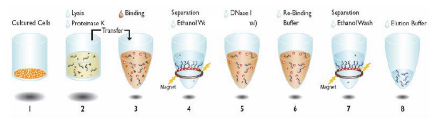 Figure 1. Beckman Coulter Agencourt® RNAdvance Cell V2 Kit protocol