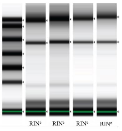 Figure 5. RNA samples were analyzed on Agilent TapeStation. Lane 1: ladder, lanes 2-3: automated protocol; lanes 4-5: manual protocol