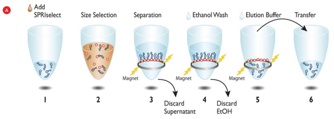 Figure 1. Beckman Coulter Agencourt SPRIselect Size Selection Method Workflows