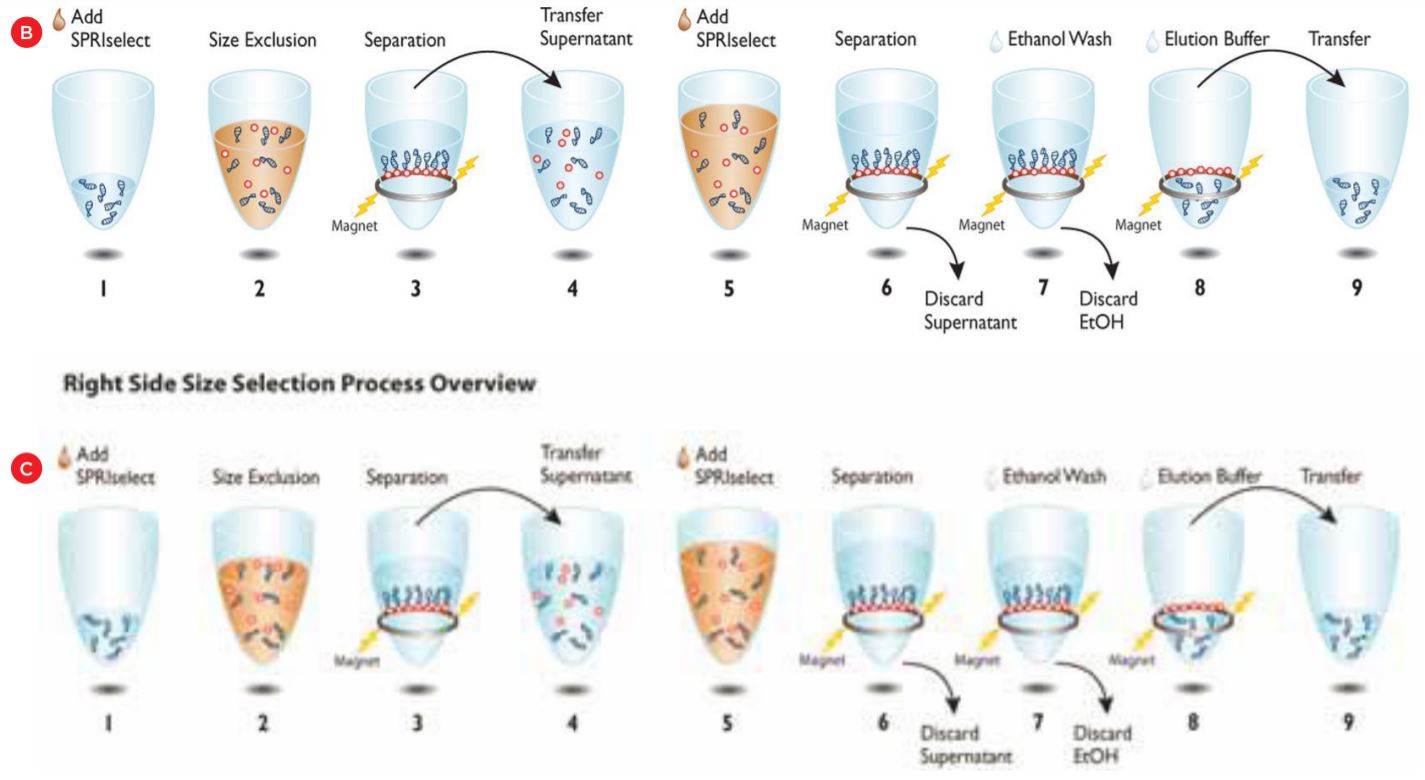 Figure 1. Beckman Coulter Agencourt SPRIselect Size Selection Method Workflows.