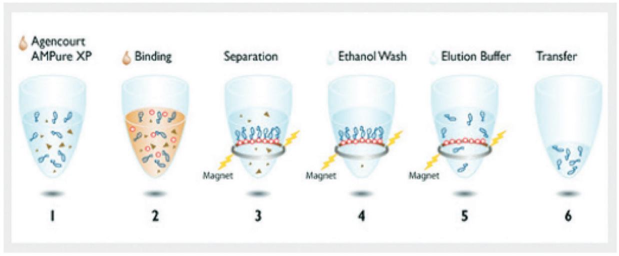 Figure 6. Beckman Coulter AMPure XP workflow. 