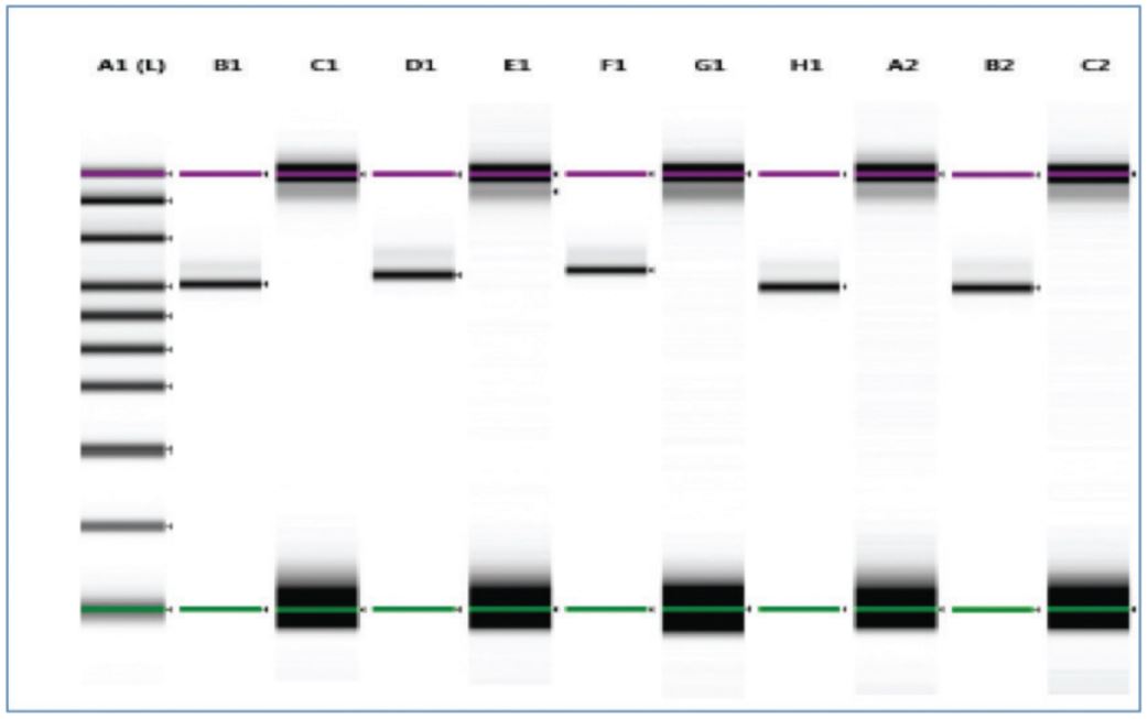 Figure 7. Samples were analyzed on Agilent TapeStation using HS D1000 kit. The replicates behaved in a consistent manner and the alternate empty wells show no cross contamination. Recovery of the samples was approximately 95% and gel and trace show no impurity.