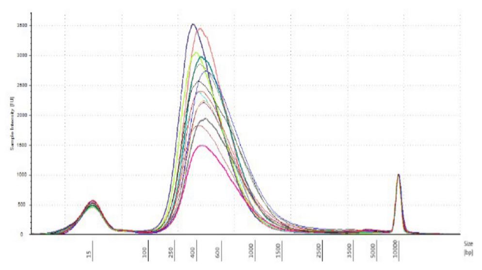 Figure 5. DNA strains analyzed on TapeStation 2200 with High Sensitivity DNA 5000 tape.