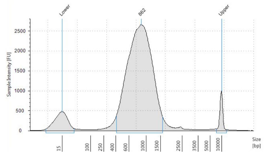 Figure 5. Final prepared library size on Agilent TapeStation using HS D5000 kit