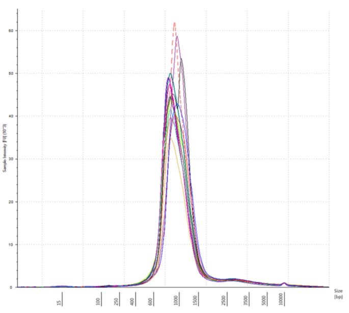 Figure 7. Electropherogram (Sample intensity vs. size in base pairs) of Agilent TapeStation corresponding to UHR250 replicate3 showing the libraries around expected size of the marker