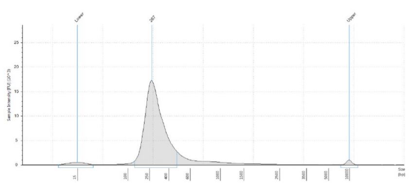 Figure 7. Electropherogram (Sample intensity vs. size in base pairs) of Agilent TapeStation corresponding to 2µg replicate 1 showing the libraries around expected size of the marker 