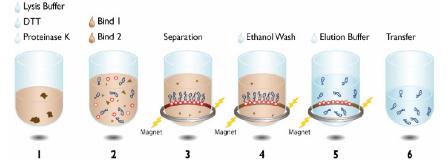 Figure 1. Beckman Coulter Agencourt DNAdvance Kit protocol