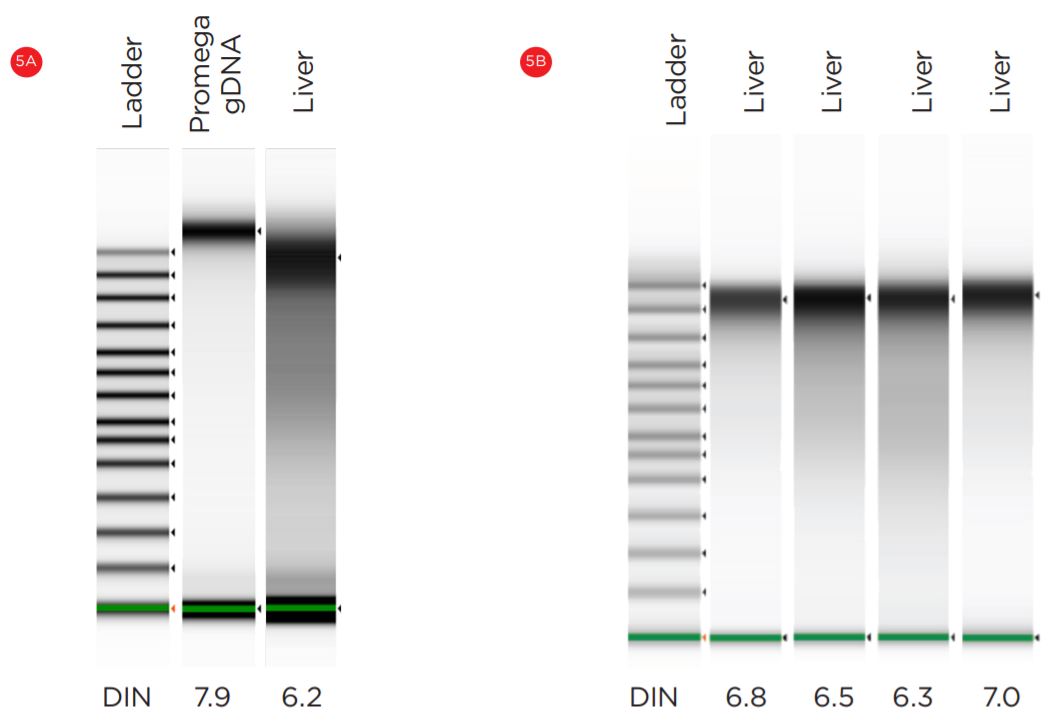 Figure 5. Manual (A) and automated (B) mouse DNA samples were analyzed on Agilent Bioanalyzer 2100.