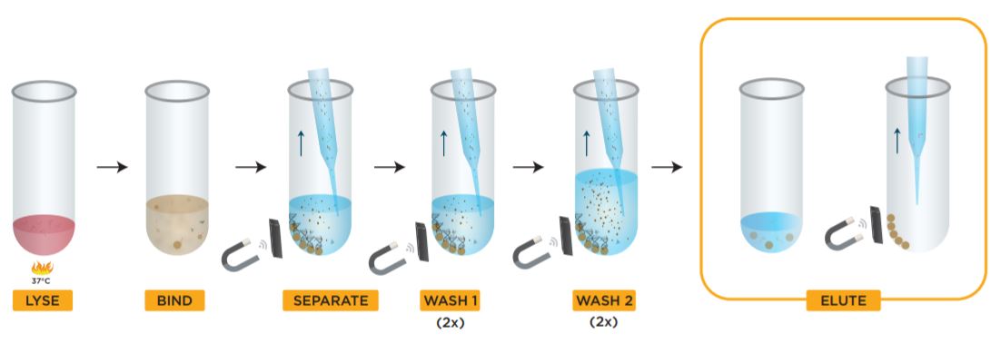 Figure 2. Beckman Coulter GenFind V3 kit protocol