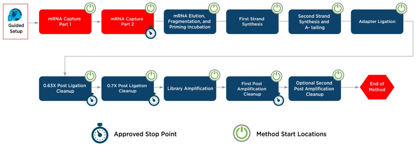 Figure 1 KAPA mRNA HyperPrep automated method workflow on the Biomek i7 Hybrid Genomics Workstation
