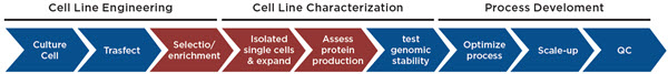 Figure 1. Cell line development process. The data management for the highlighted steps are described here.