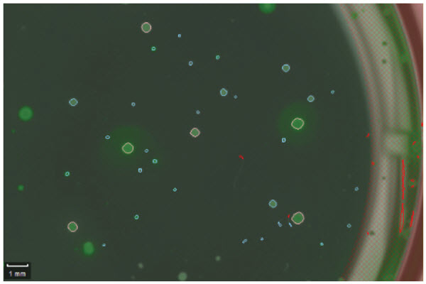 Figure 3. Colony imaging. Overlay of brightfield and fluorescent images of colonies 12 days after automated plating. Only a subset of the colonies show the desired halo indicating antibody secretion.
