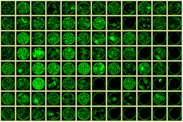 Figure 4. Picking efficiency. 90 colonies were chosen for picking and 79 of the wells show cell growth after two weeks. Confluency was measured using a CloneSelect Imager (Molecular Devices).