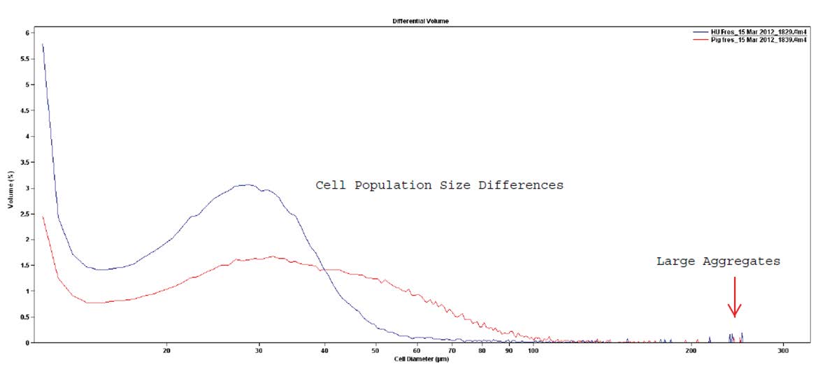 cell population differences in human versus porcine cardiospheres