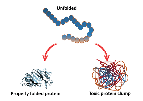 An unfolded polypeptide chain collapses into a properly folded three-dimensional protein structure. Conversely, if the key interactions are not formed, the unstable protein can aggregate and form toxic protein clumps