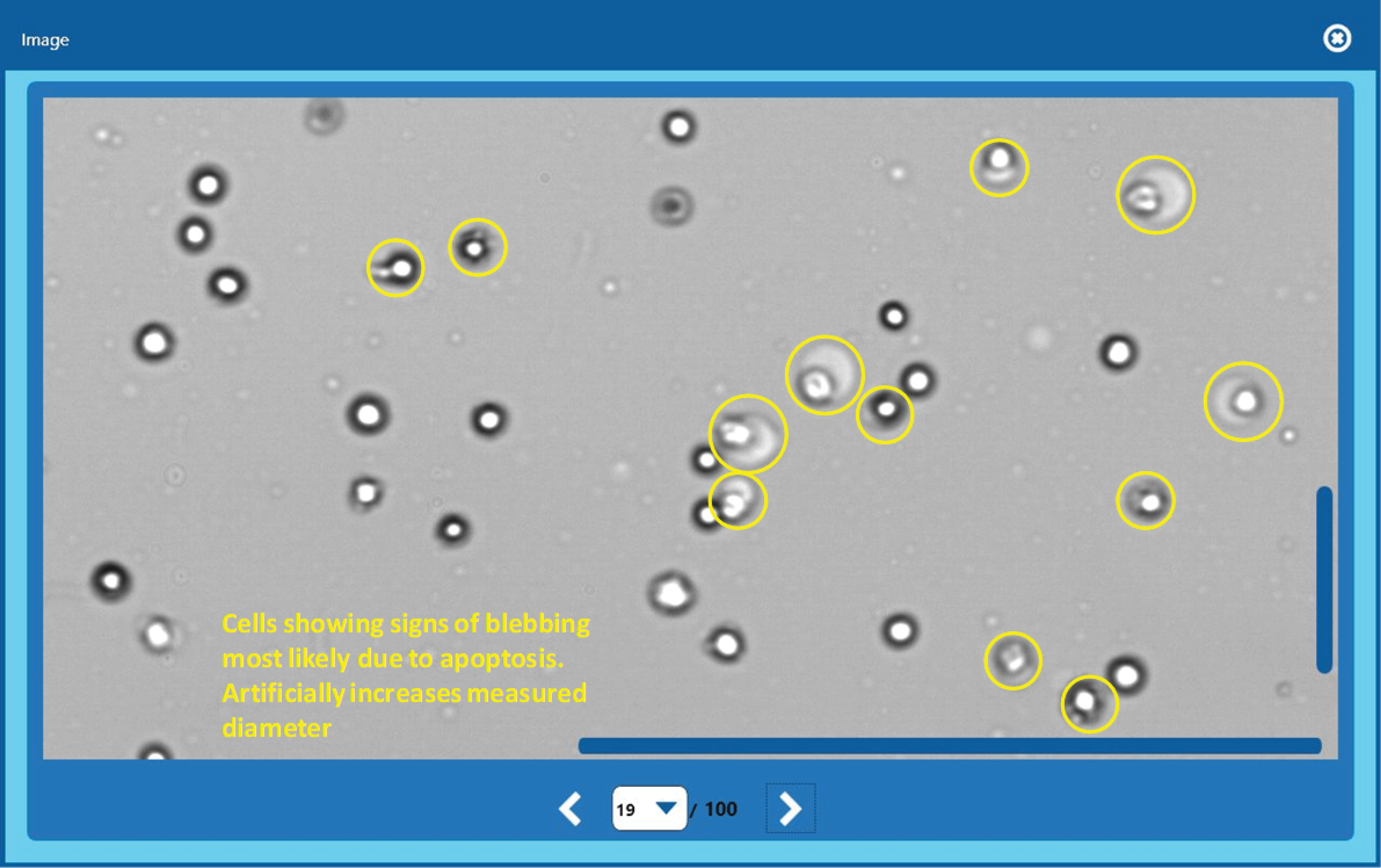 cell swelling and blebbing in HELA cells after >2 hours outside incubator