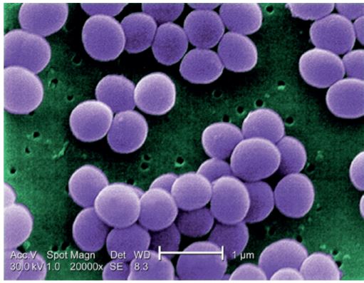 Staphylococcus