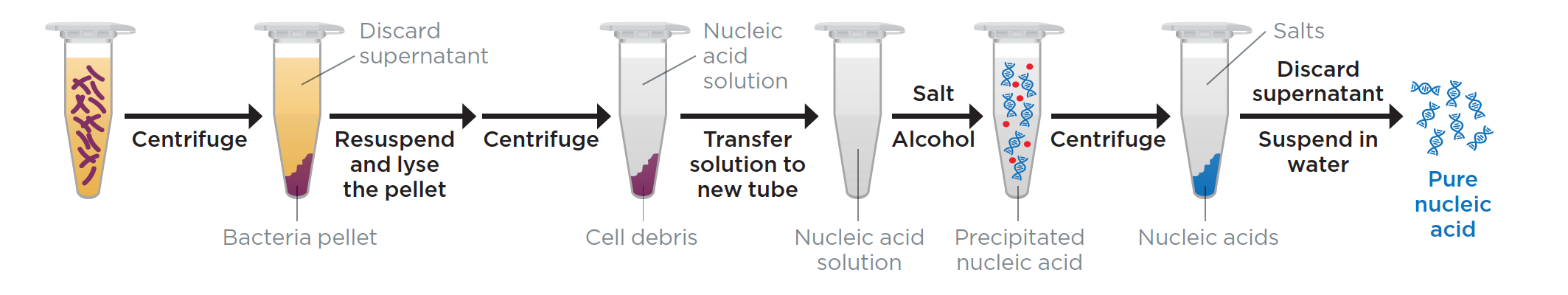Figure 1: Schematic overview of an isopropanol precipitation of nucleic acids