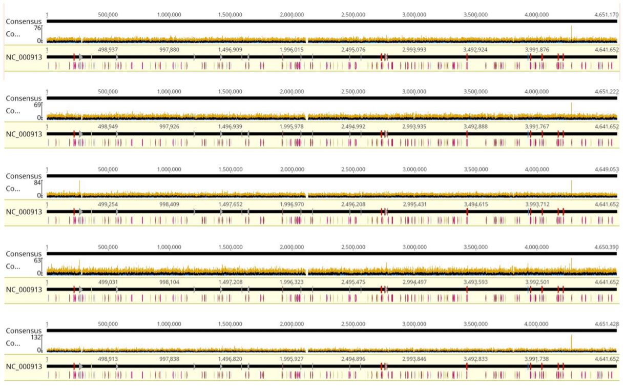 FIGURE 4: Coverage graphs from Geneious alignments. From top to bottom: Tag25/PCR25, Tag25/PCR2.5, Tag12.5/ PCR6.25, Tag6.25/PCR6.25, and Tag1.25/PCR2.5. Coverage is highly equivalent regardless of reaction volumes used. E.coli K-12 gDNA from ATCC was aligned to E.coli K-12 MG1655 reference genome from NCBI.