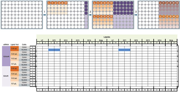 Figure 2. Automated transfection optimization workflow. A) Automated transfers on the Biomek i7 Automated Workstation. 1) Transfection lipids (Lipofectamine RNAiMAX (L), DharmaFECT 1-4, and negative control (0)), Opti-MEM media (light orange), and two siGLO Green concentrations (purple) were added to a 96-well plate. 2) Lipids were serially diluted down 4 rows and replicate stamped. siGLO was replicate stamped across 5 additional columns. 3) 48 lipid dilution wells were combined with the 48 siGLO wells. B) The 48 conditions were stamped into a 384-well plate and cells were added at 7,500 or 15,000 cells/well. The blue wells in the plate map represent the quadruplicate values of 15,000 cells transfected with 100 nM siGLO in the presence of 0.8 μL DharmaFECT 1