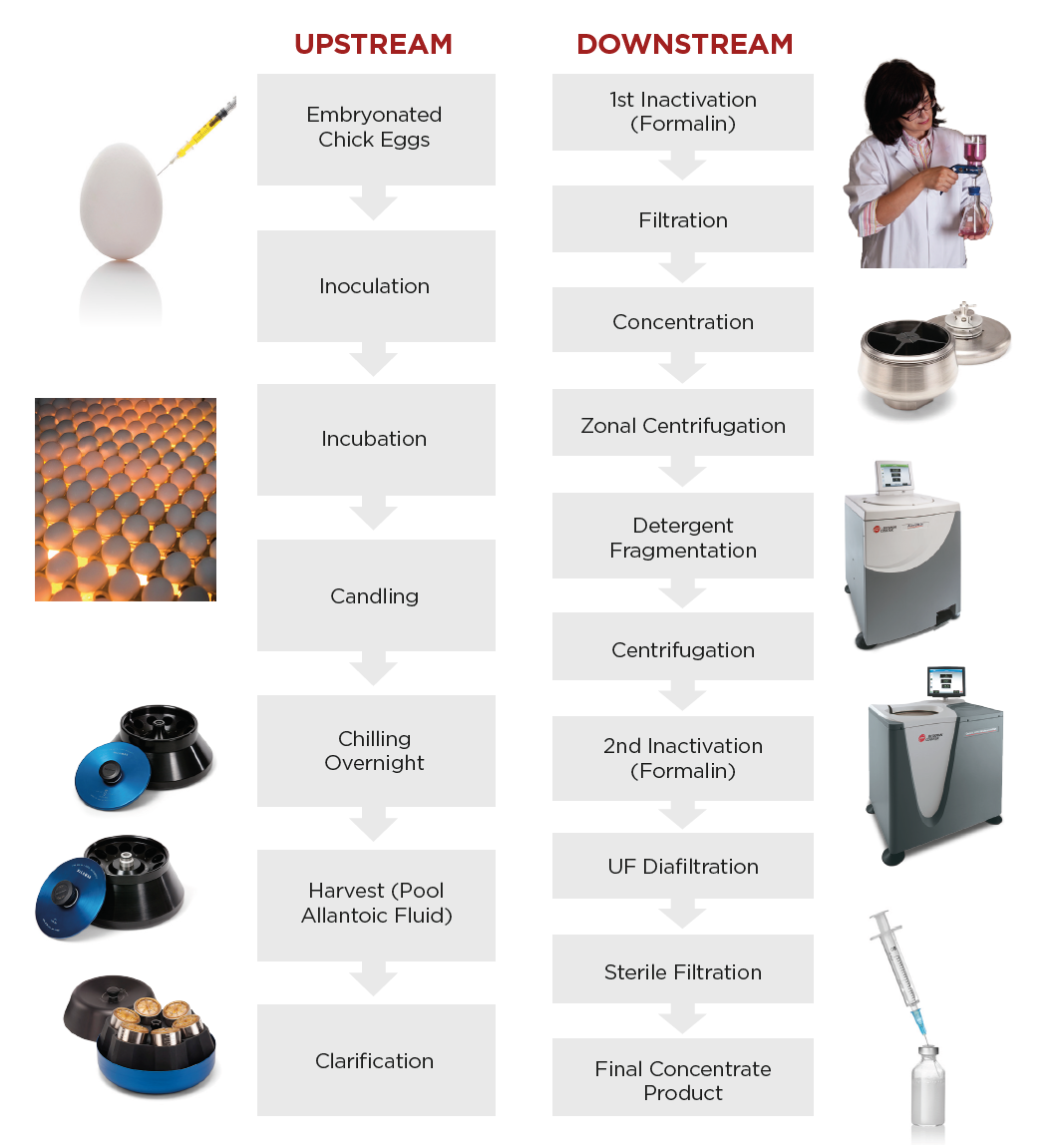 vaccine production