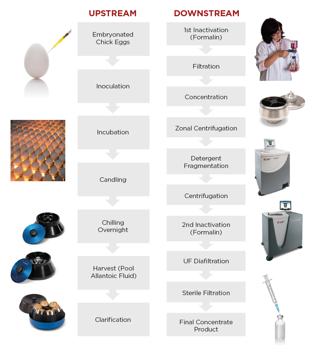 Fig. 1. Typical workflow for egg-based influenza vaccine manufacturing.1