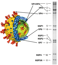 Fig 1. Rotavirus particle structure and genome RNA