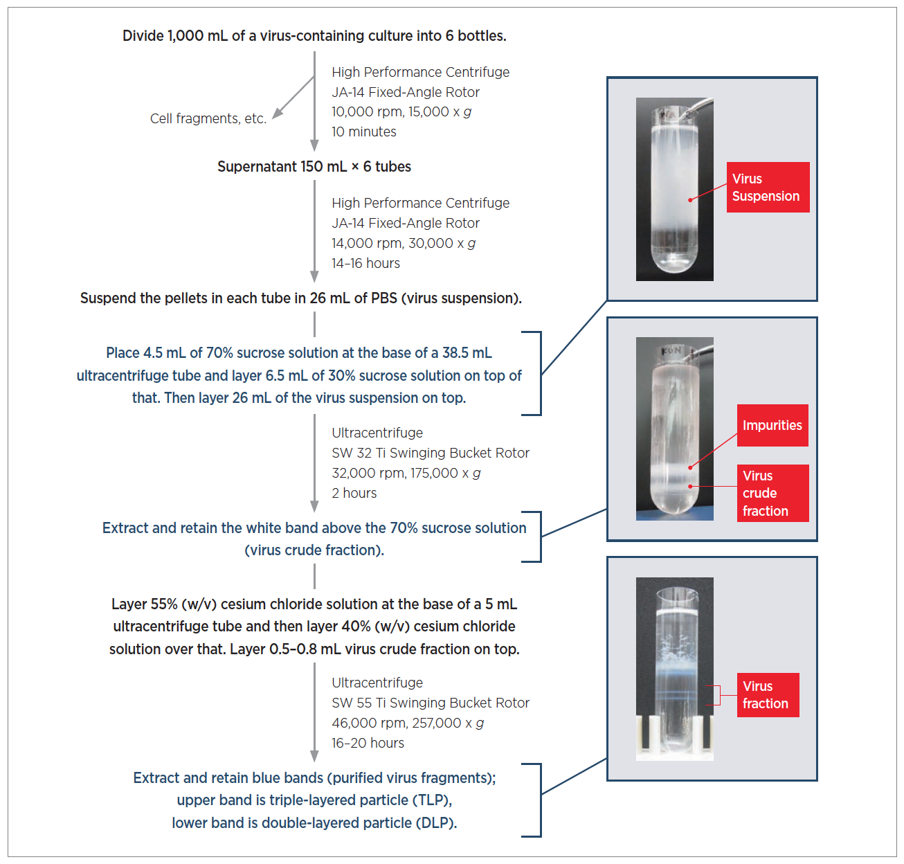 Fig. 3. Rotavirus purification