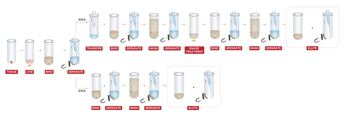 Figure 1. Illustration of the extraction workflow